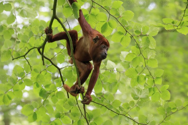 Venezuelan red howler (Alouatta seniculus), adult, male, climbing, tree, vigilant, South America