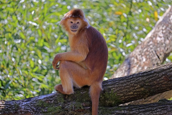 Javan lutung (Trachypithecus auratus), orange morph, adult, sitting, on tree, alert, endangered