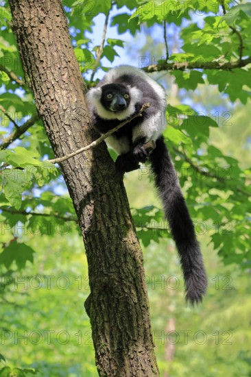 Black-and-white ruffed lemur (Varecia variegata), adult, alert, on tree, Madagascar