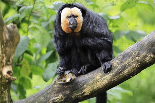 White-headed Saki (Pithecia pithecia), adult, tree, male, vigilant, South America