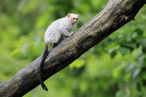 Silver marmoset (Mico argentatus, Syn.: Callithrix argentata), silver marmoset, adult, sitting on