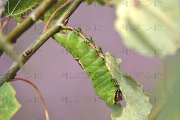 Puss moth caterpillar, summer, Germany