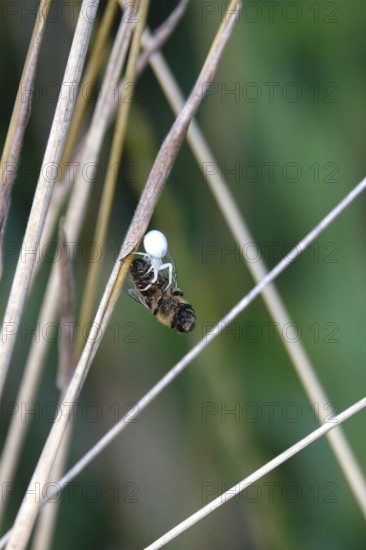 Crab spider, summer, Germany
