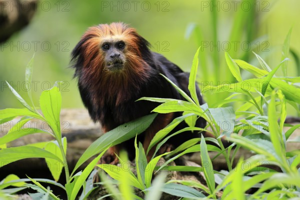 Golden-headed lion tamarin (Leontopithecus chrysomelas), adult, on tree, alert, captive, South