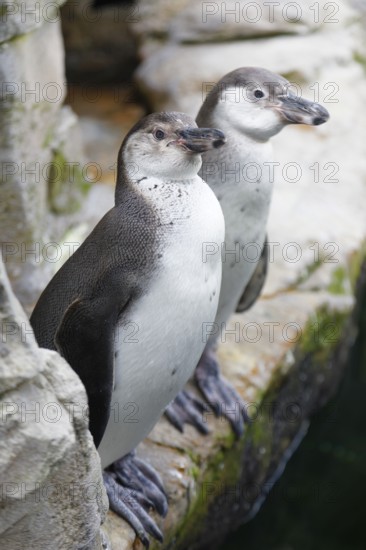 Humboldt penguin (Spenuiscus humboldti), penguin enclosure, Ozeaneum, Natukundemuseum, museum