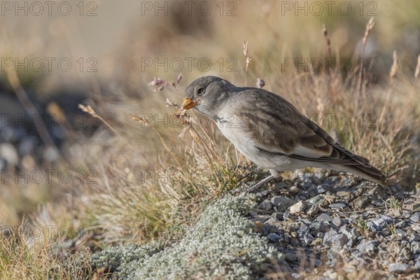 A young white snowfinch (Montifringilla nivalis) searches for food between rocks and grass. The