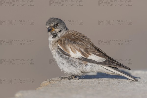 A white snowfinch (Montifringilla nivalis) stands on a rocky surface and displays its striking