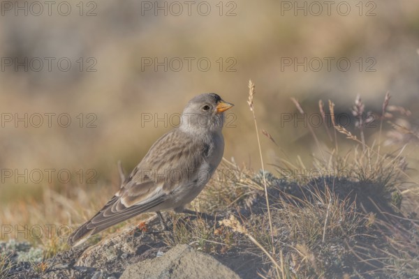 A young white snowfinch (Montifringilla nivalis) searches for food between rocks and grass. The