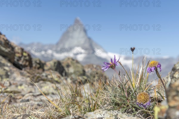 Vibrant purple and yellow flowers grow in the rocky ground and show the beauty of nature. The