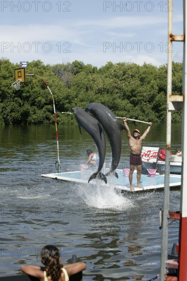 Dolphin, Bottlenose dolphin (Tursiops truncatus), 2 animals performing tricks, Cuba, Caribbean,