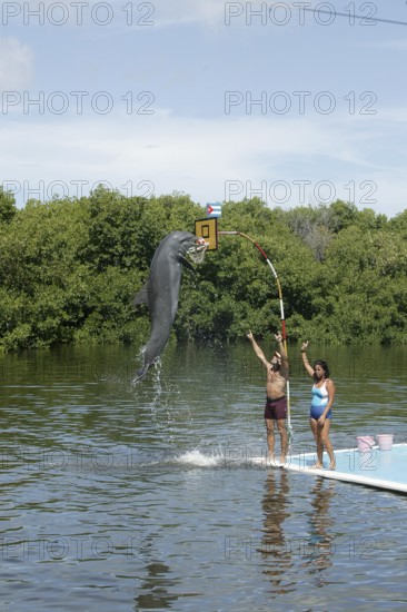 Dolphin, Bottlenose dolphin (Tursiops truncatus), performing tricks, Cuba, Caribbean, Central