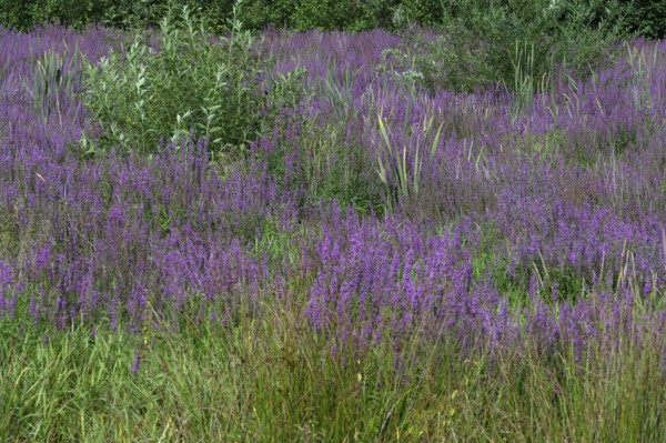 Purple loosestrife (Lythrum salicaria) in a dry carp pond, Eckental, Middle Franconia, Bavaria,