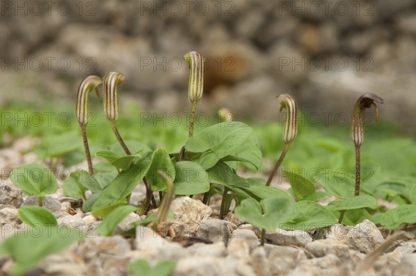 Common cap-aroon, common monk's cap, common Friar's Cowl, common monk's cap (Arisarum vulgare),