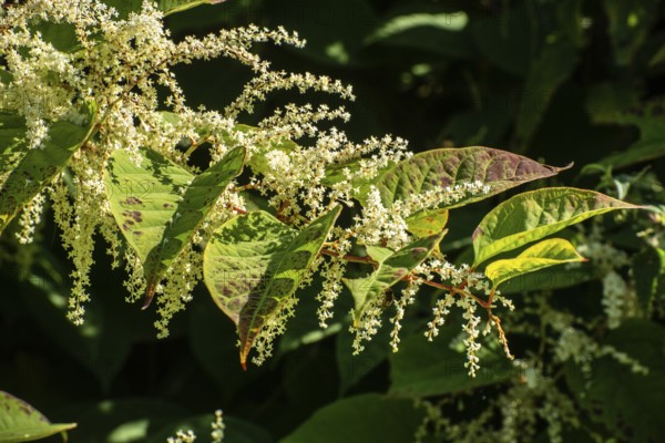 Flowering Japanese Knotweed (Fallopia Japonica), an invasive piece in a forest clearing in Ystad,