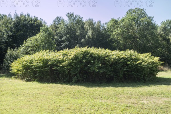 Flowering Japanese Knotweed (Fallopia Japonica), an invasive piece on a meadow in Ystad, Skåne