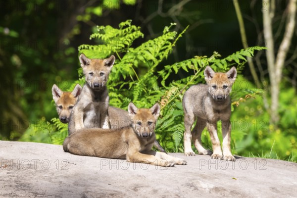 Eurasian wolf (Canis lupus lupus) cubs (youngster) on a little sand hill in the forest, Hesse,