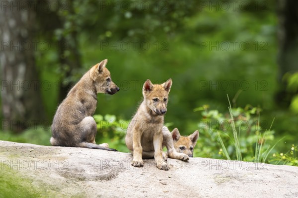 Eurasian wolf (Canis lupus lupus) cubs (youngster) on a little sand hill in the forest, Hesse,