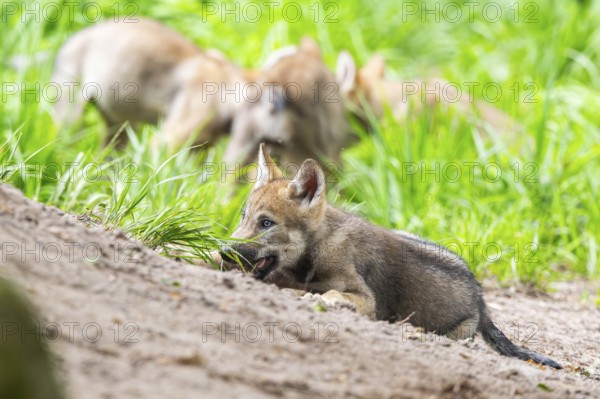 Eurasian wolf (Canis lupus lupus) cub (youngster) lying on a little sand hill in the forest, Hesse,