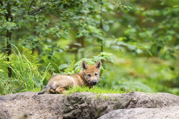 Eurasian wolf (Canis lupus lupus) cub (youngster) lying on a little sand hill in the forest, Hesse,