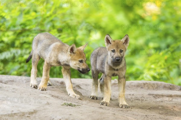 Eurasian wolf (Canis lupus lupus) cubs (youngster) on a little sand hill in the forest, Hesse,