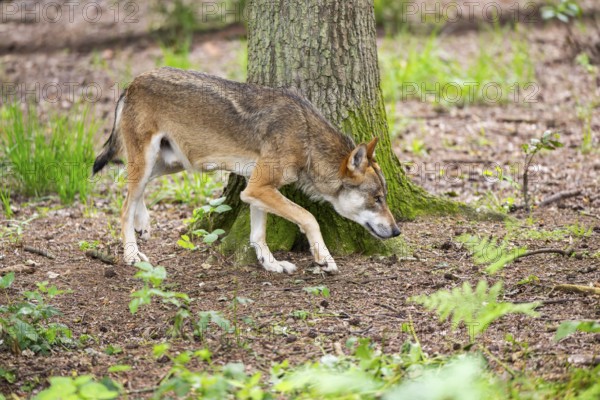 Eurasian wolf (Canis lupus lupus) walking in a forest, Hesse, Germany