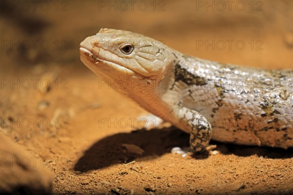 Blue-tongued skink (Tiliqua scincoides), adult, on the ground, foraging, alert, portrait,