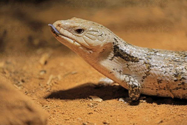 Blue-tongued skink (Tiliqua scincoides), adult, on ground, threatening, portrait, Australia,