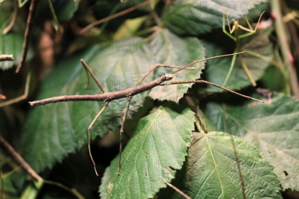 Annam stick insect (Medauroidea extradentata), Vietnamese stick insect, ghost insect, adult,