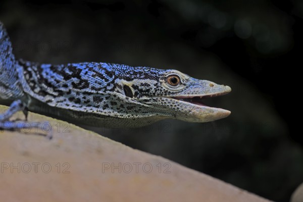 Blue-spotted tree monitor (Varanus macraei), MacRae's monitor, adult, portrait, alert, Southeast