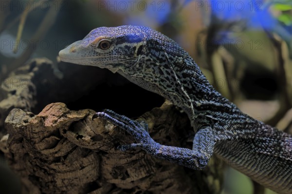 Blue-spotted tree monitor (Varanus macraei), MacRae's monitor, adult, portrait, resting, Southeast