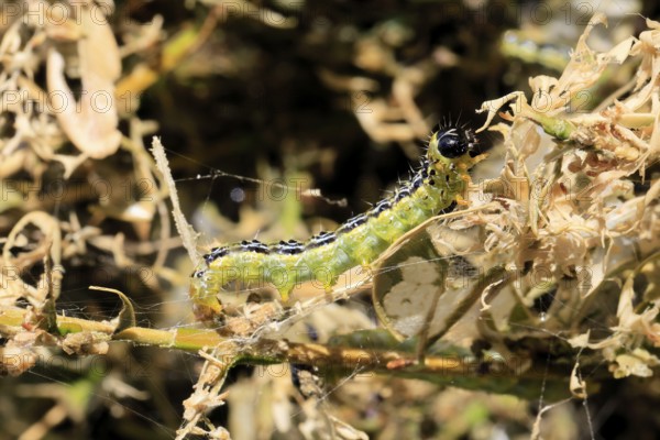 Box tree moth (Cydalima perspectalis), caterpillar, feeding on boxwood, clear feeding, Ellerstadt,