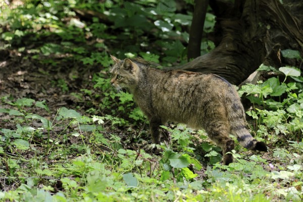 European wildcat (Felis silvestris), adult, in the forest, foraging, vigilant, Hesse, Germany,