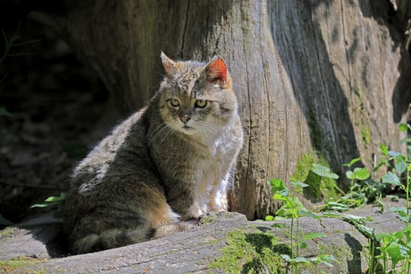 European wildcat (Felis silvestris), adult, sitting on tree trunk, alert, Hesse, Germany, Europe,
