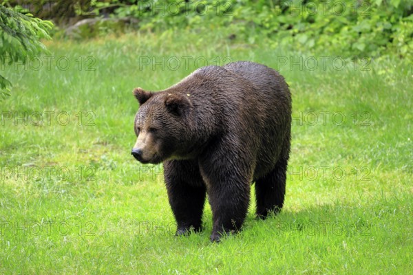 European brown bear (Ursus arctos arctos), adult, female, alert, meadow, in summer, Bavarian Forest