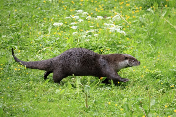 Otter (Lutra lutra), adult, on land, in a meadow, running, Bavarian Forest National Park, Germany,