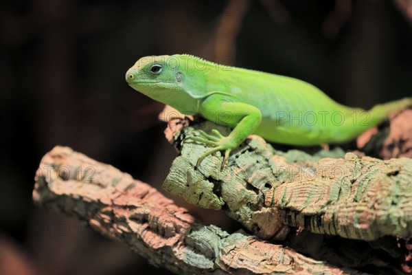 Banded Fiji Iguana (Brachylophus fasciatus), adult, on tree, alert, portrait, Tonga, Fiji, Oceania,