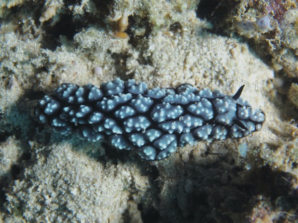 Blue nubby nudibranch, pustular warty snail (Phyllidiella pustulosa), warty snail, on a sandy