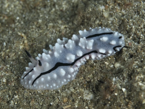 A white, warty nudibranch, Rudman's Phylidiella (Phyllidiella rudmani), on a sandy bottom, typical