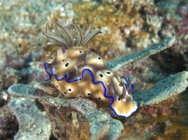 Brown-spotted nudibranch with blue edges, magnificent star snail (Hypselodoris tryoni), in the sea.