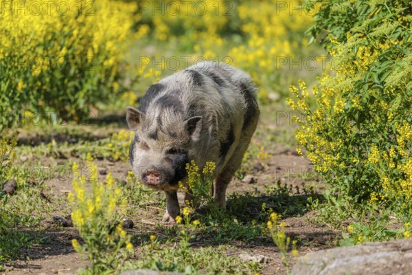 A Kunekune pig (sus scrofa domesticus), a domestic breed from New Zealand walks walks through a