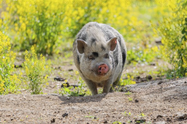 A Kunekune pig (sus scrofa domesticus), a domestic breed from New Zealand walks walks through a