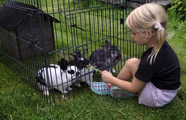 Girl, 4 years, blonde, feeds three rabbits with dandelion, rabbit hutch, animal love, Seeg,