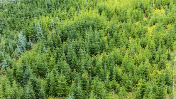 Christmas tree plantation in summer. Christmas trees grow in a coniferous forest for the coming