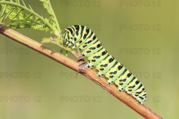Swallowtail caterpillar (Papilio machaon), caterpillar sitting on Wild carrot (Daucus carota),