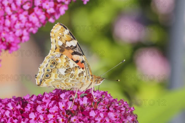 Thistle butterfly (Vanessa cardui) underside, sucking nectar on summer lilac (Buddleja davidii),