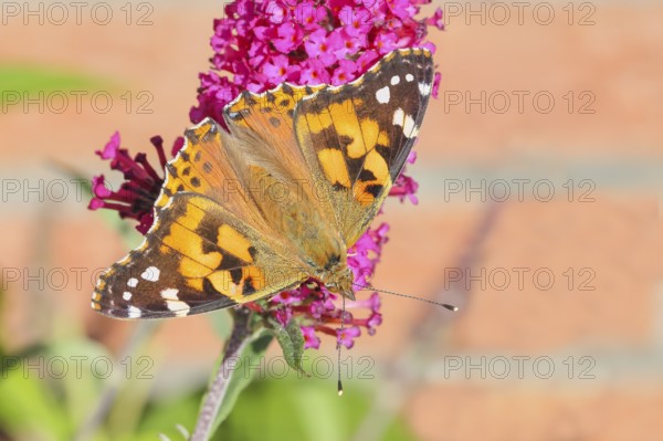 Thistle butterfly (Vanessa cardui) sucking nectar on butterfly bush (Buddleja davidii), butterfly