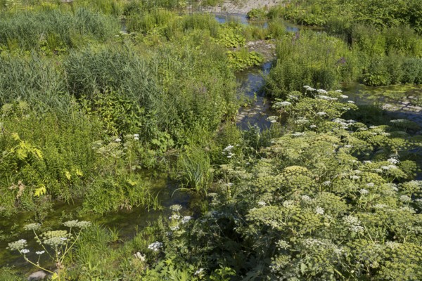 Saarn-Mendener Ruhraue, nature reserve, Mülheim an der Ruhr, Rurgebiet, North Rhine-Westphalia,