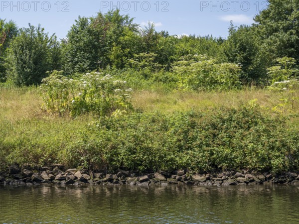 Nature on the banks of the Ruhr, giant hogweed (Heracleum mantegazzianum), Mülheim an der Ruhr, Rur