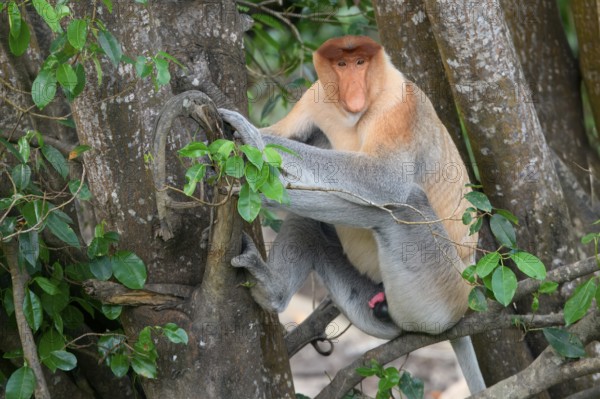 Endemic Proboscis monkey or Long-nosed monkey (Nasalis larvatus), sitting on a branch in the
