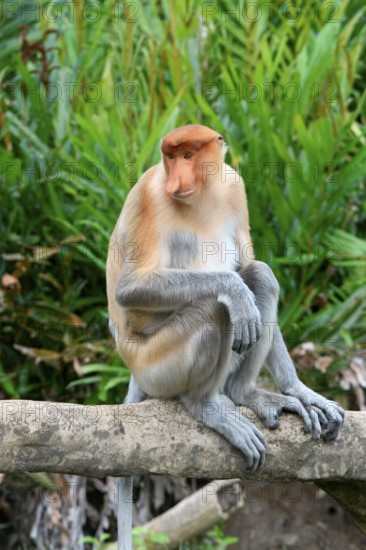 Endemic Proboscis monkey or Long-nosed monkey (Nasalis larvatus), sitting on a branch in the